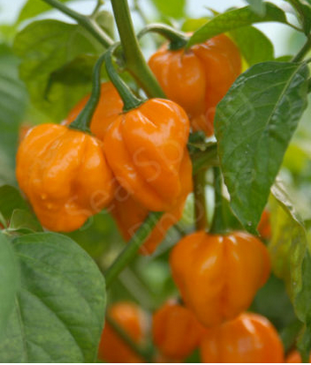 Sea Spring Seeds - Jamaican Jerk Chilli Seeds