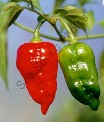 Sea Spring Seeds - Dorset Naga Chilli Seeds