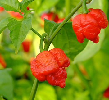 Sea Spring Seeds - Moruga Scorpion Chilli Seeds