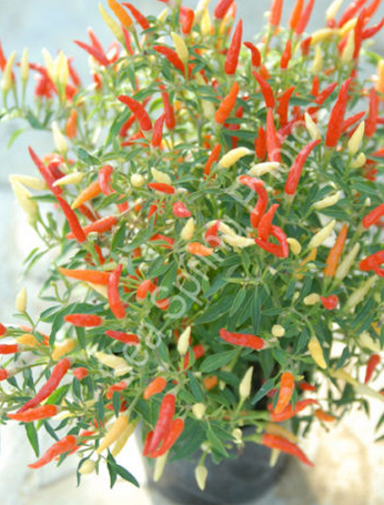 Sea Spring Seeds - Sparkler Chilli Seeds